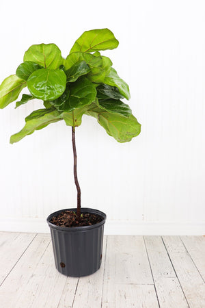 10" Ficus Lyrata Standard  - South Essex Community Council (SECC)
