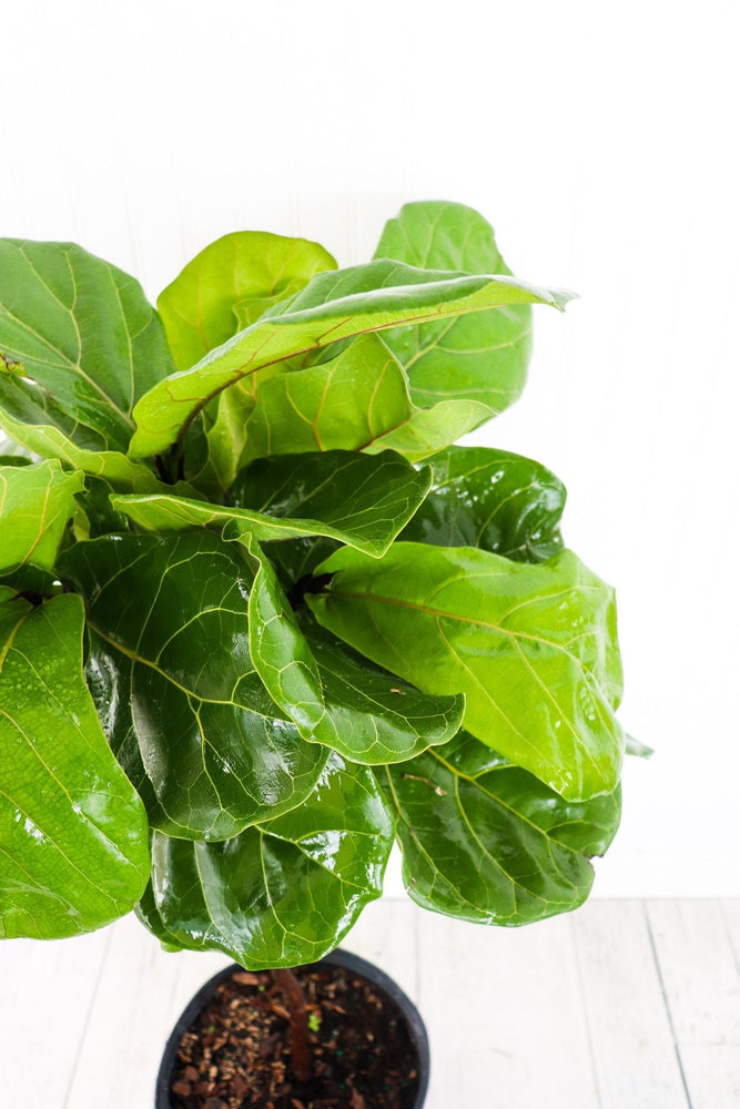 10" Ficus Lyrata Standard  - Hundred Acre Wood School