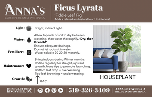 10" Ficus Lyrata Standard  - South Essex Community Council (SECC)