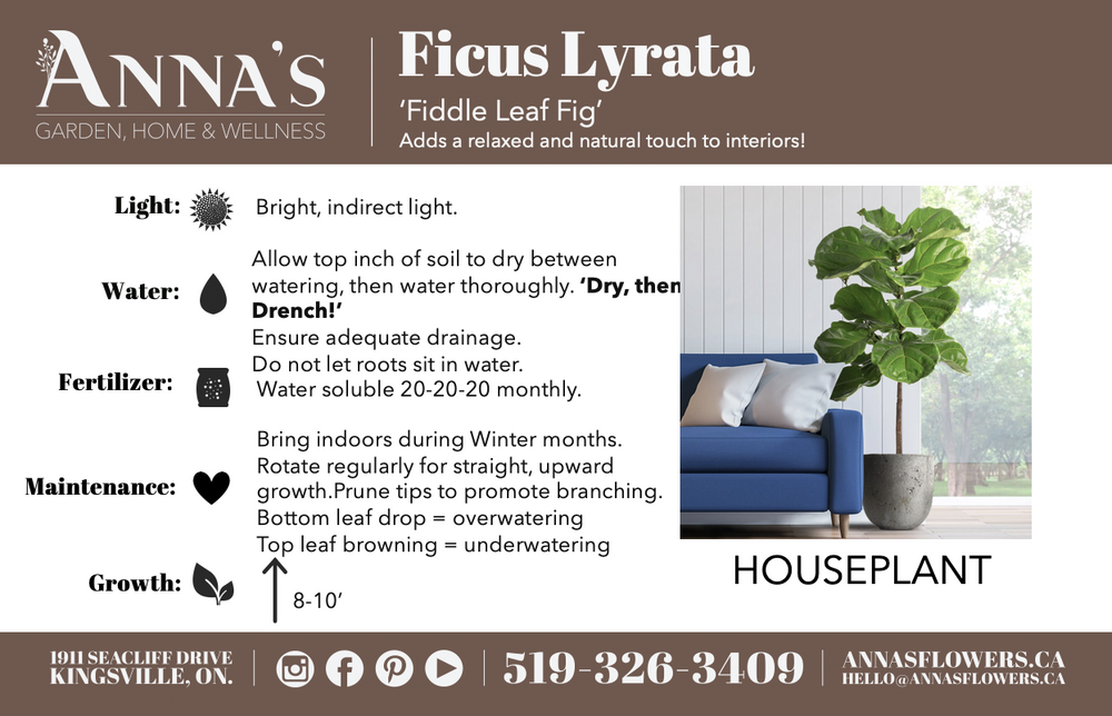 10" Ficus Lyrata Standard  - Hundred Acre Wood School