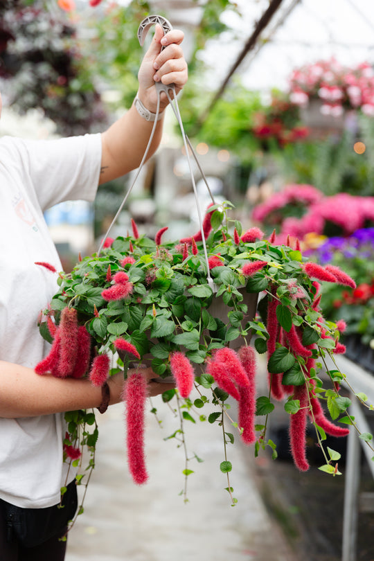 12" Firetail Chenille Hanging Basket