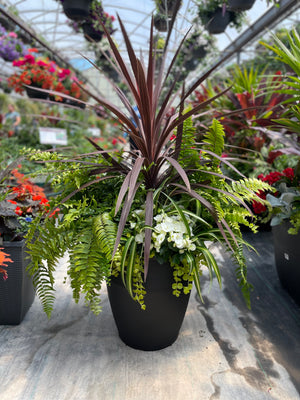 18" Round Hendrix Cordyline Red Star Mix