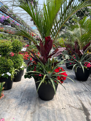 22" Wicker Round Mix (Spindle/Cordyline) Full Sun/Partial Sun (Multiple Colours)