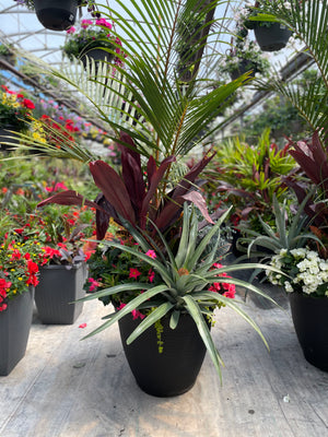 22" Wicker Round Mix (Spindle/Cordyline) Full Sun/Partial Sun (Multiple Colours)