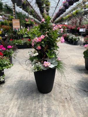 15” Wicker Round Mandevilla Tropical Patio Pot - Full Sun/Partial Shade (Multiple Colours)
