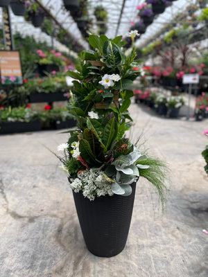 15” Wicker Round Mandevilla Tropical Patio Pot - Full Sun/Partial Shade (Multiple Colours)