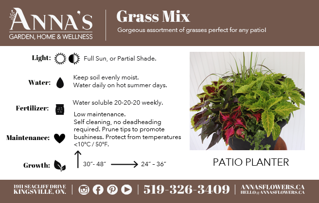 16" Round Coleus Grass Mix