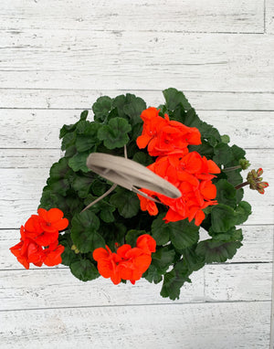 12" Geranium Hanging Basket  - The Country Learning Centre Inc.