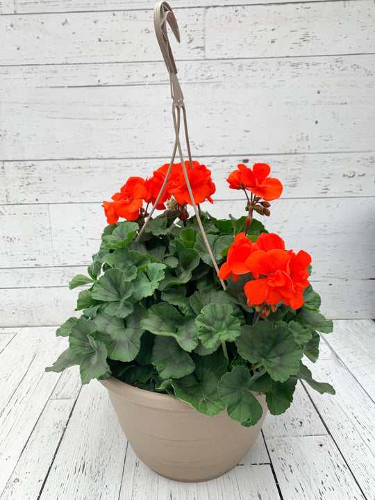 12" Geranium Hanging Basket  - Dr. David Suzuki Public School