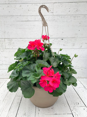 12" Geranium Hanging Basket  - Canadian Mental Health Association
