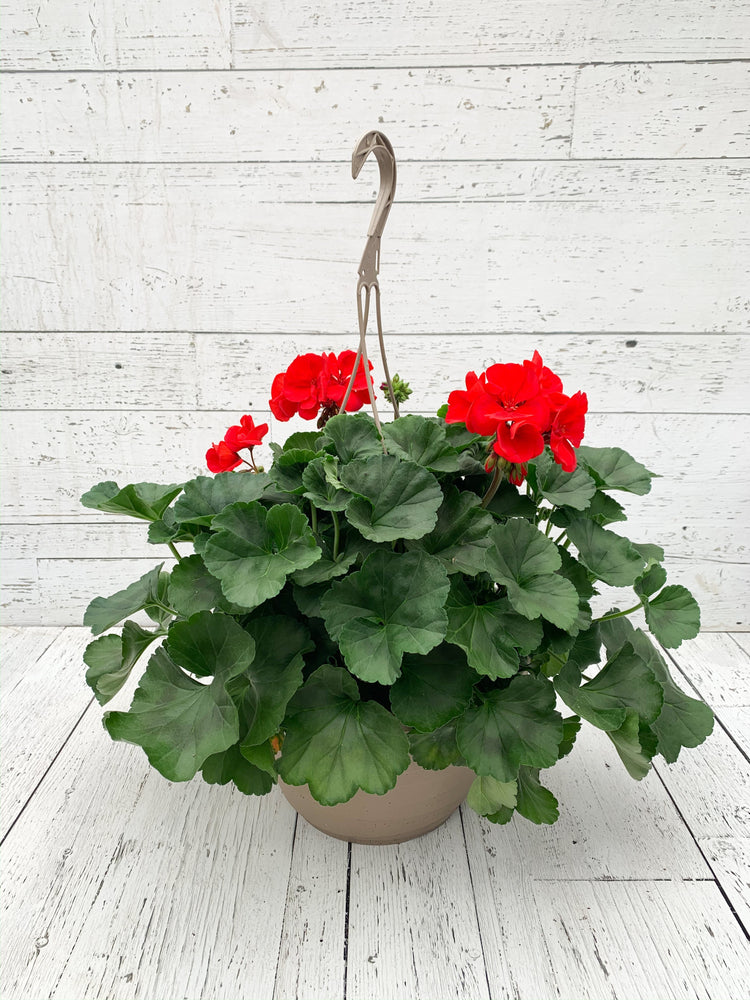 12" Geranium Hanging Basket  - St. Joseph Catholic Elementary School