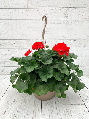 12" Geranium Hanging Basket  - St. Joseph Catholic Elementary School
