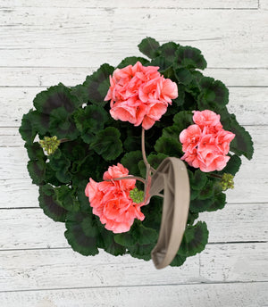 12" Geranium Hanging Basket  - Hundred Acre Wood School