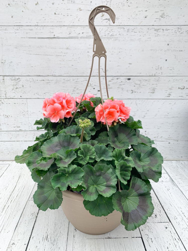 12" Geranium Hanging Basket  - Canadian Mental Health Association