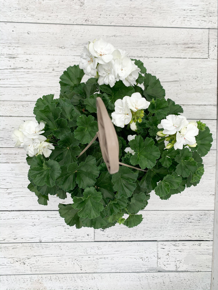 12" Geranium Hanging Basket  - Community Support Centre of Essex County