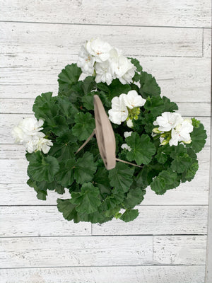 12" Geranium Hanging Basket  - Lakeview Montessori