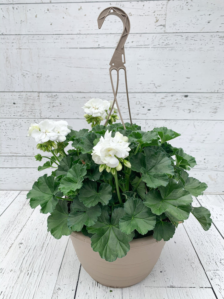 12" Geranium Hanging Basket - Erie Migration District School  - Elementary