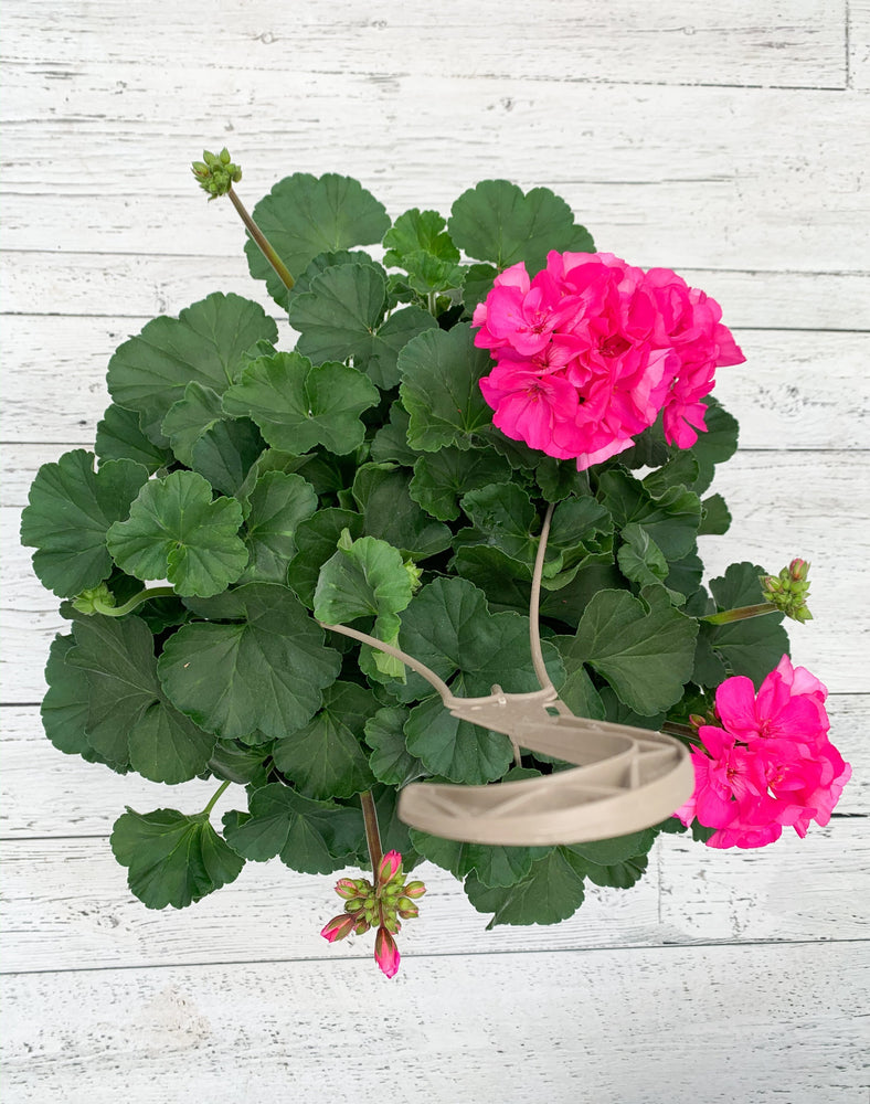12" Geranium Hanging Basket  - Community Support Centre of Essex County