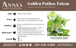 
            
                Load image into Gallery viewer, 8&amp;quot; Golden Pothos Totem
            
        