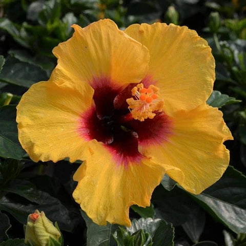 
            
                Load image into Gallery viewer, 10&amp;quot; Hollywood Hibiscus Bush (Multiple Colours)
            
        