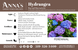 10" Hydrangea - Sandwich Secondary School