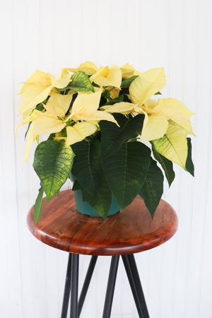 6" Poinsettia - Riverside Secondary School