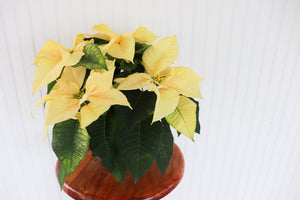 6" Poinsettia - Belle River Jr Canadiens