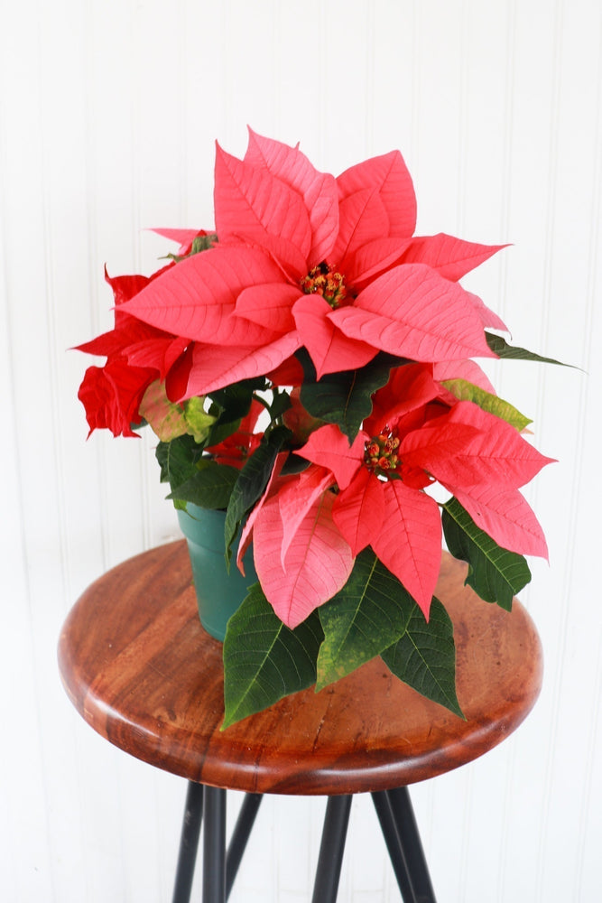 6" Poinsettia - Belle River Jr Canadiens