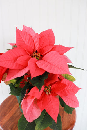 6" Poinsettia - Belle River Jr Canadiens