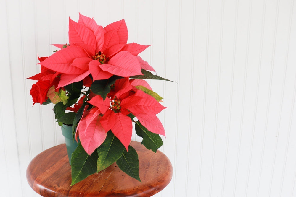 6" Poinsettia - Riverside Secondary School