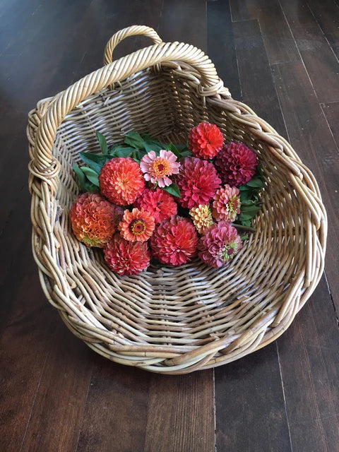 Queeny Lime Orange Zinnia Seeds