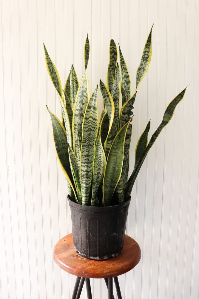 10" Sansevieria Laurentii