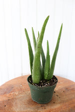 8" Aloe Vera