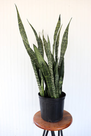 10" Sansevieria Zeylanica - Snake Plant  - Lakeview Montessori