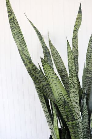 10" Sansevieria Zeylanica - Snake Plant - Erie Migration District School  - Elementary