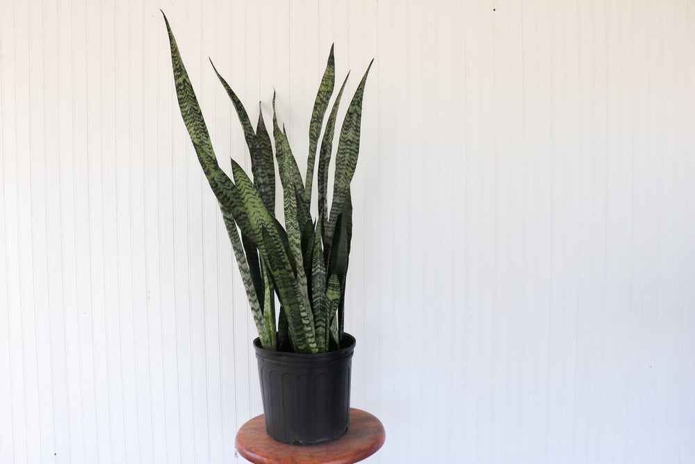 10" Sansevieria Zeylanica - Snake Plant  - Lakeview Montessori