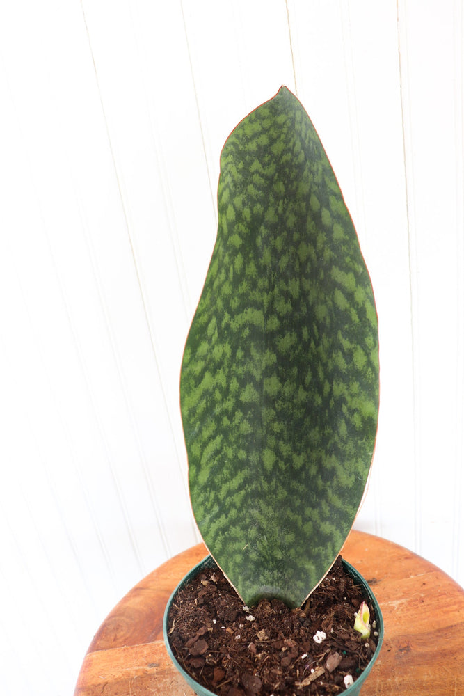 
            
                Load image into Gallery viewer, 10&amp;quot; Sanseveria Shark Fin
            
        