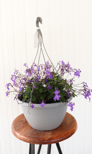 12" Streptocarpella Hanging Basket