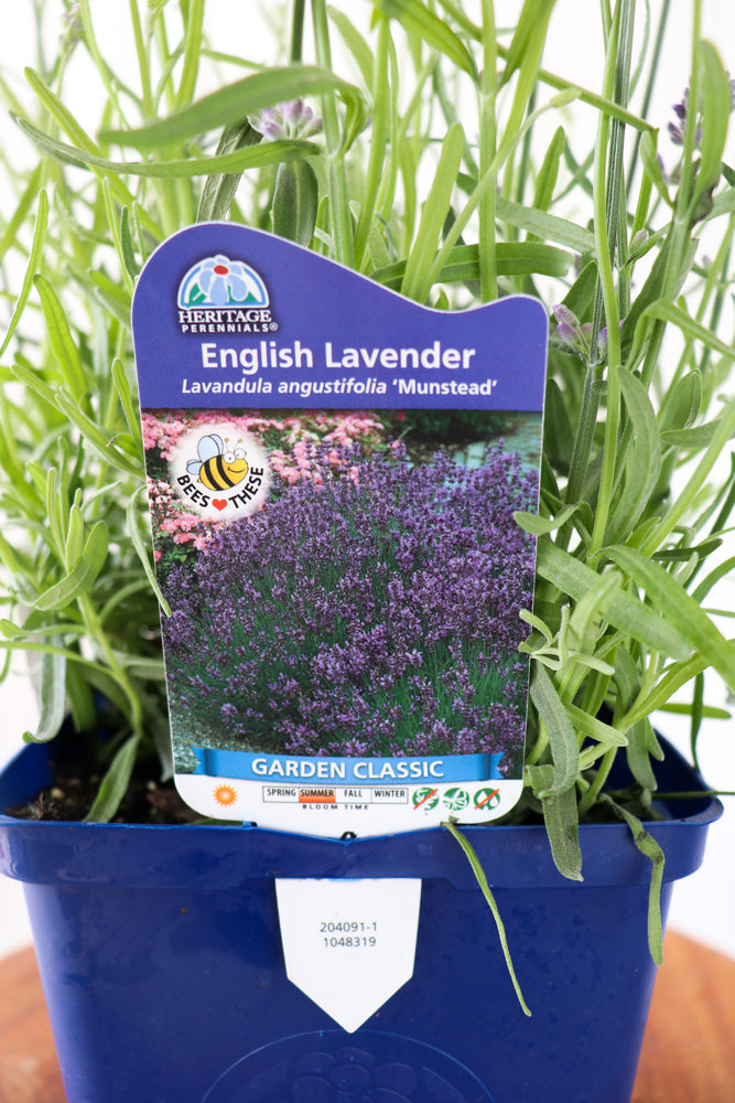 English Lavender | Lavandula A. Munstead