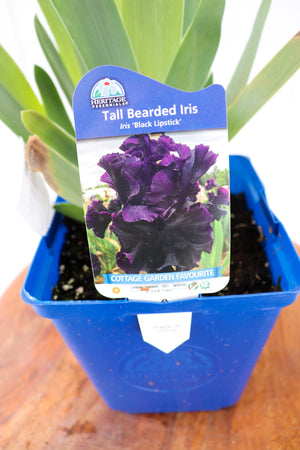 Iris (Tall Bearded) Black Lipstick