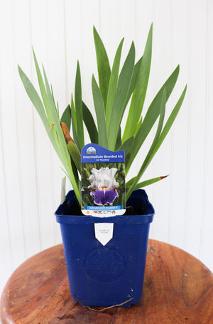 Intermediate Bearded Iris | Iris Dazzling