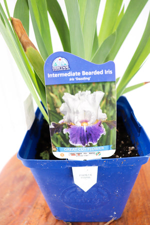 Intermediate Bearded Iris | Iris Dazzling