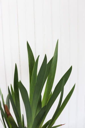 Intermediate Bearded Iris | Iris Dazzling
