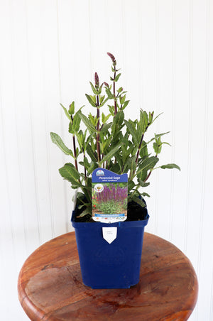 Salvia Caradonna
