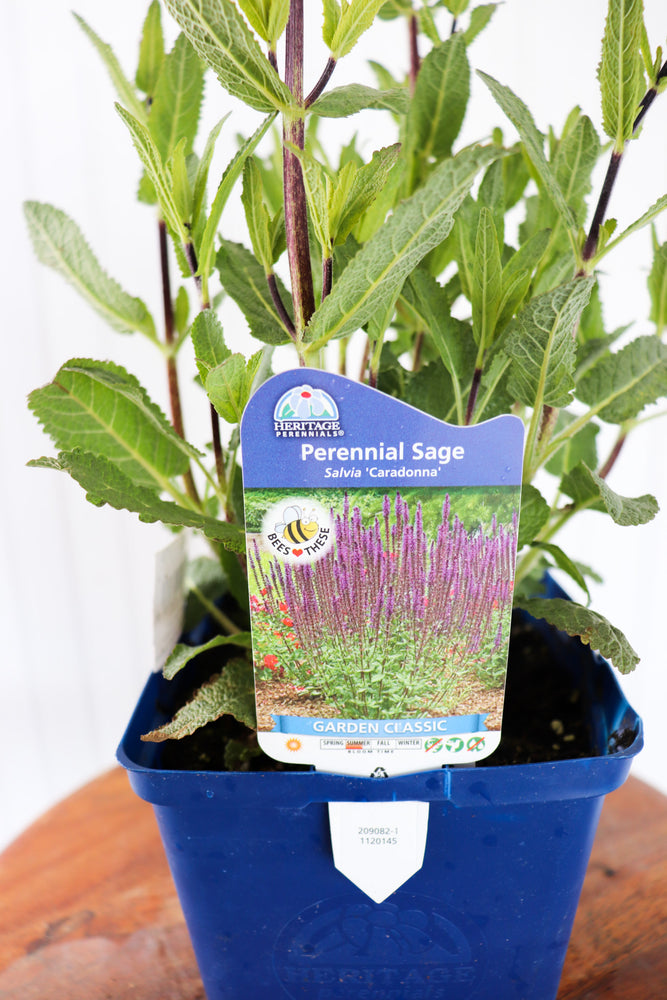 Salvia Caradonna