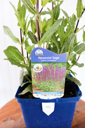 Salvia Caradonna