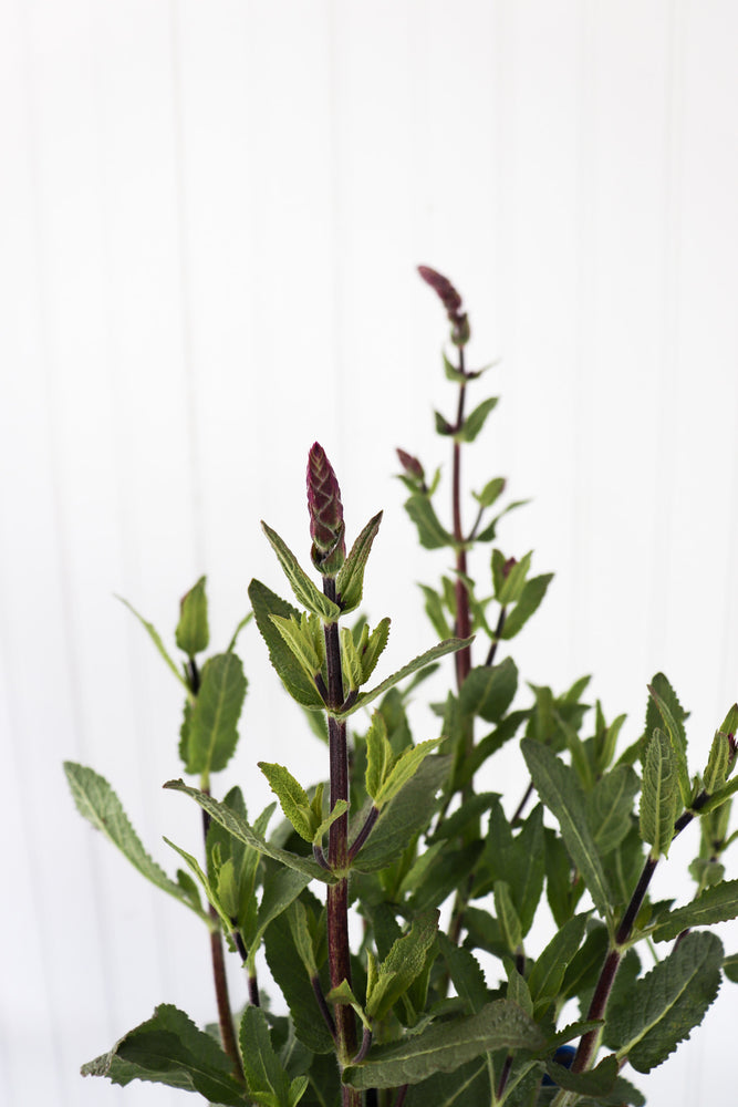 Salvia Caradonna