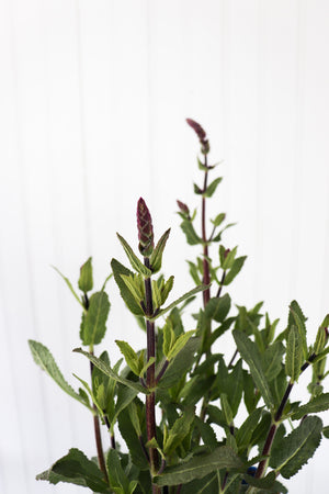 Salvia Caradonna