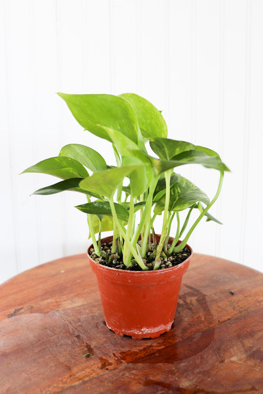 4" Epipremnum Golden Pothos