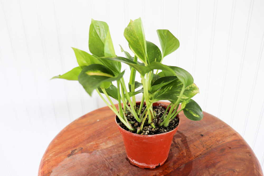 golden pothos ikea 4" Epipremnum Golden Pothos – Anna's Garden, Home & Wellness